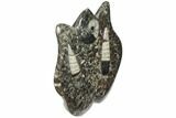 Fossil Goniatite & Orthoceras Sculpture - Morocco #111029-1
